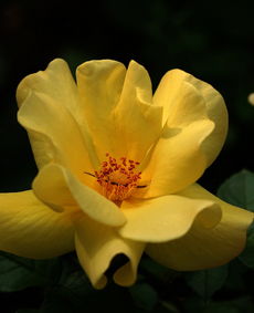 拍了一些花卉 月季專輯 zmf老驥伏櫪