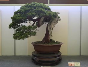 中國爵，盆景金銀獎回看 伏櫪之志永存